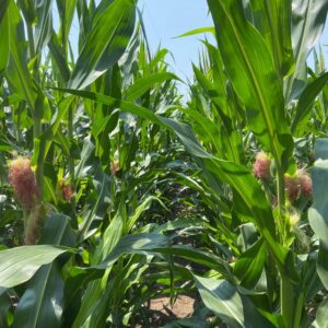 Corn Stalks