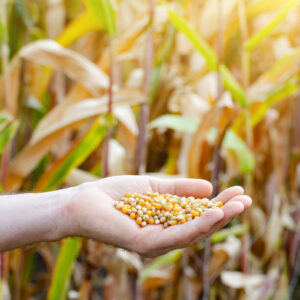 bigstock-Handful-Of-Corn-Kernels-In-Far-396157712